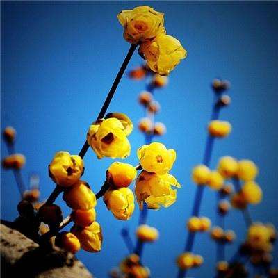 澳门·威尼斯人